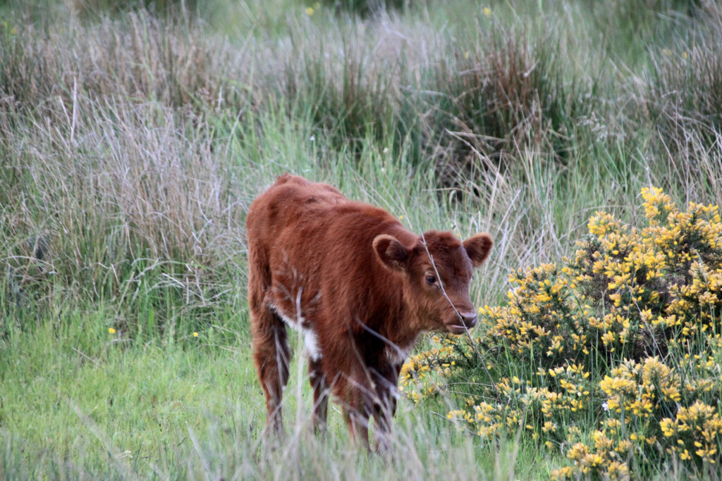 Gorse & calf