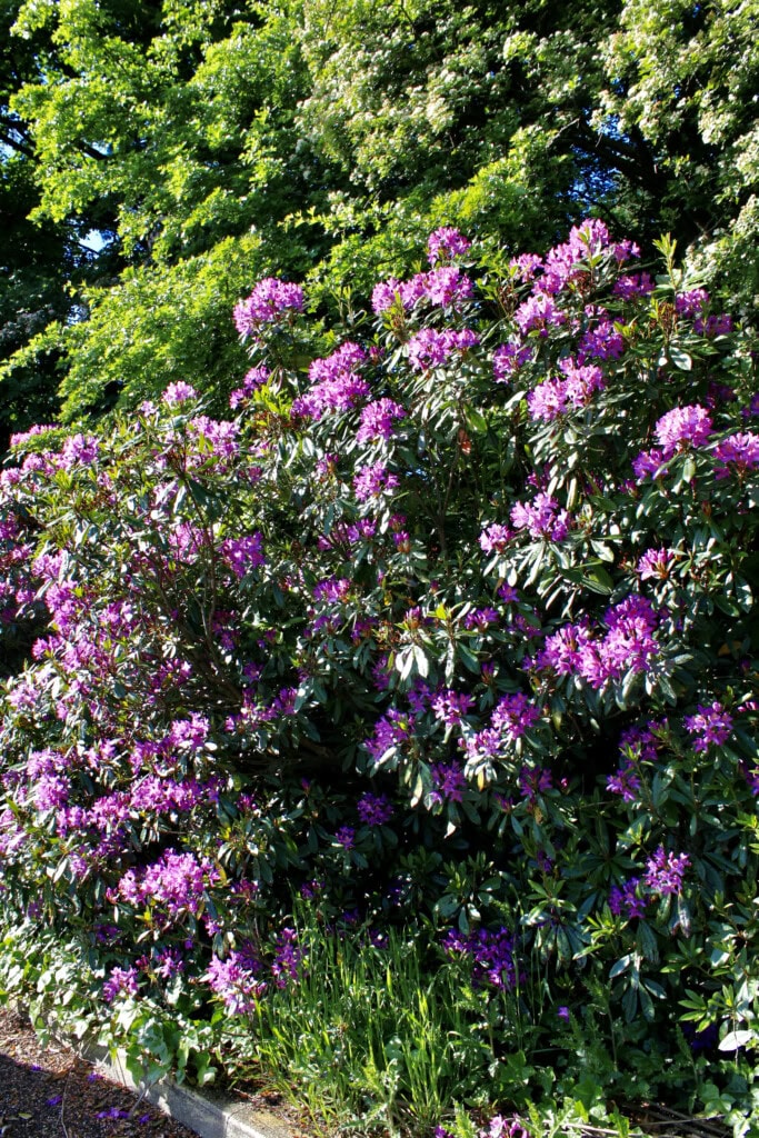 Pink rhodies