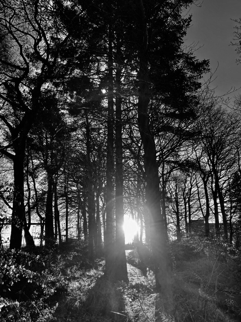 Sun bursting through some trees
