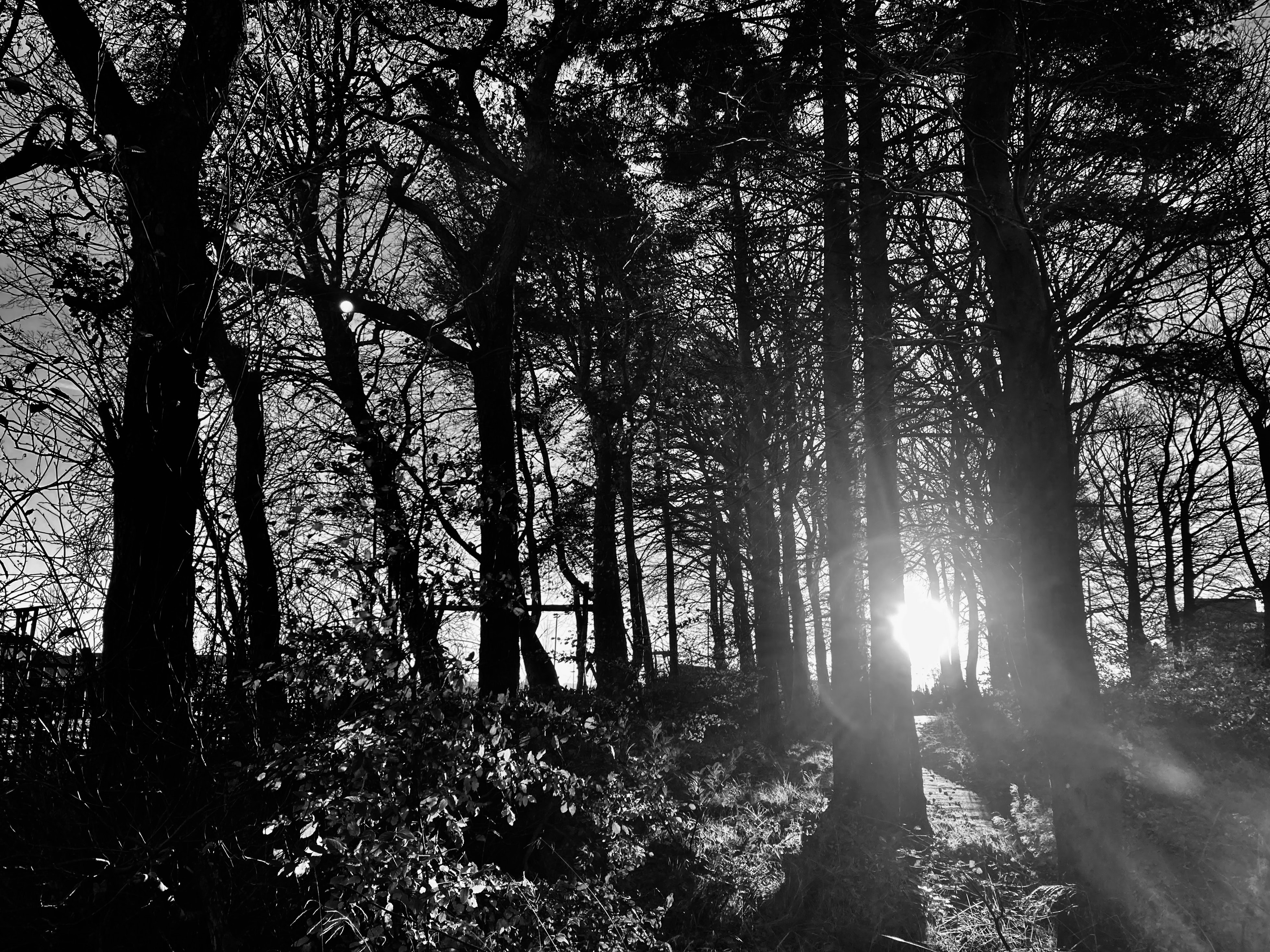 Silent Sunday Dec 12