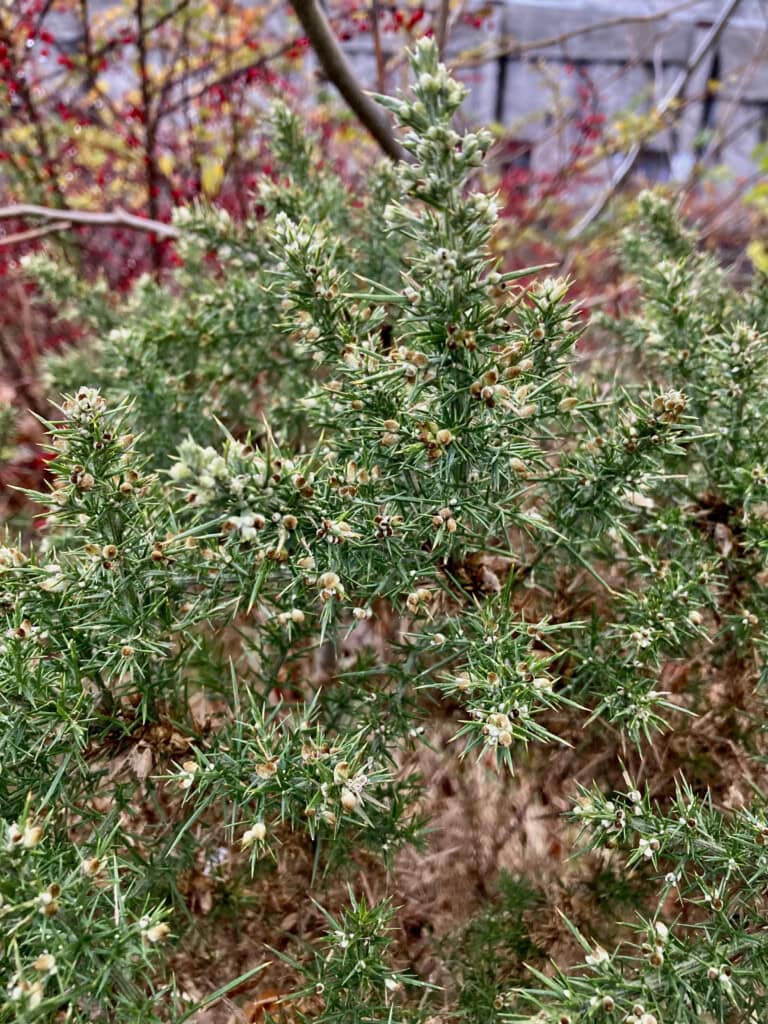 Gorse