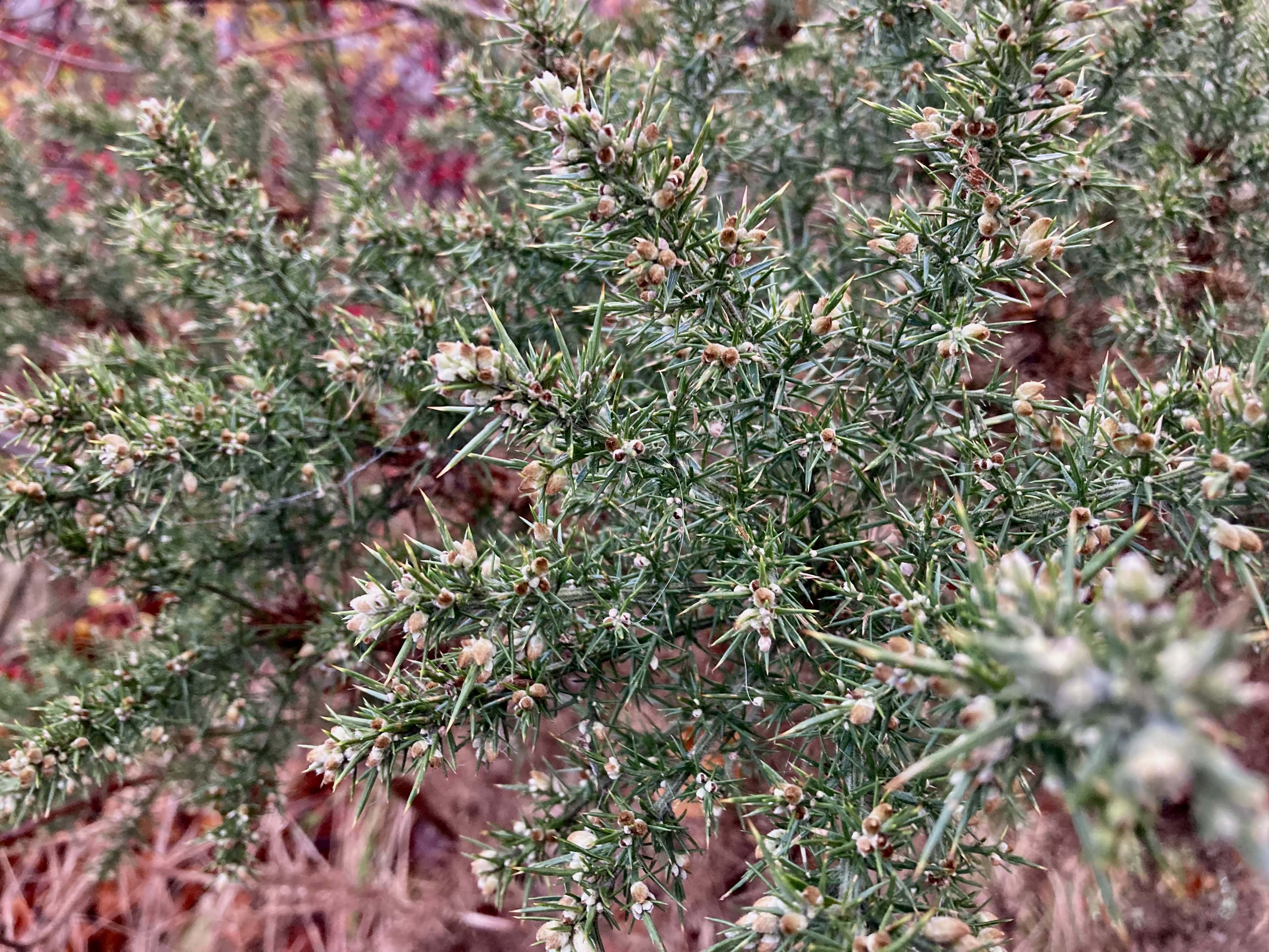 Gorse — FOTD Dec 06