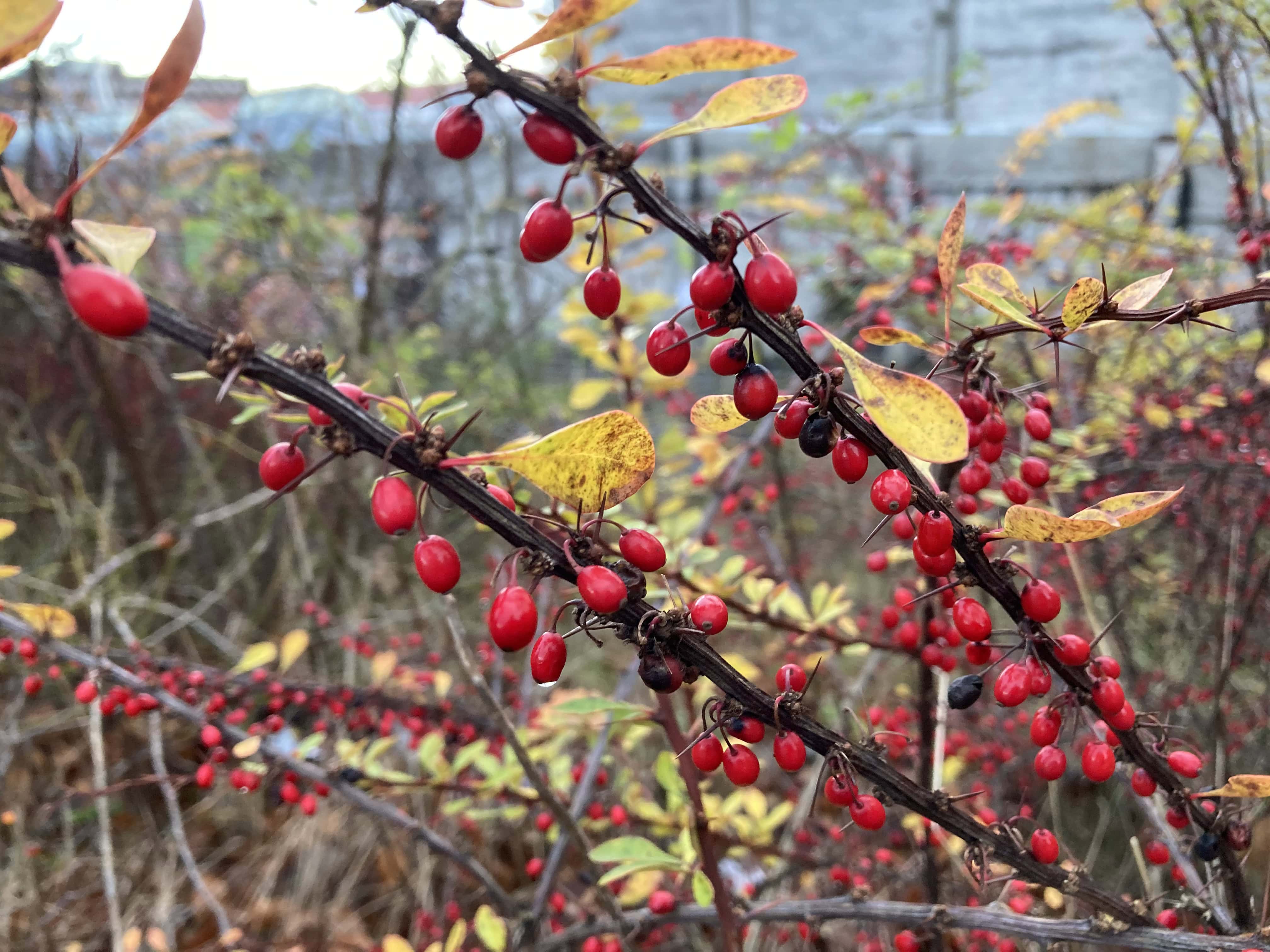 Red Berries — FOTD Dec 07