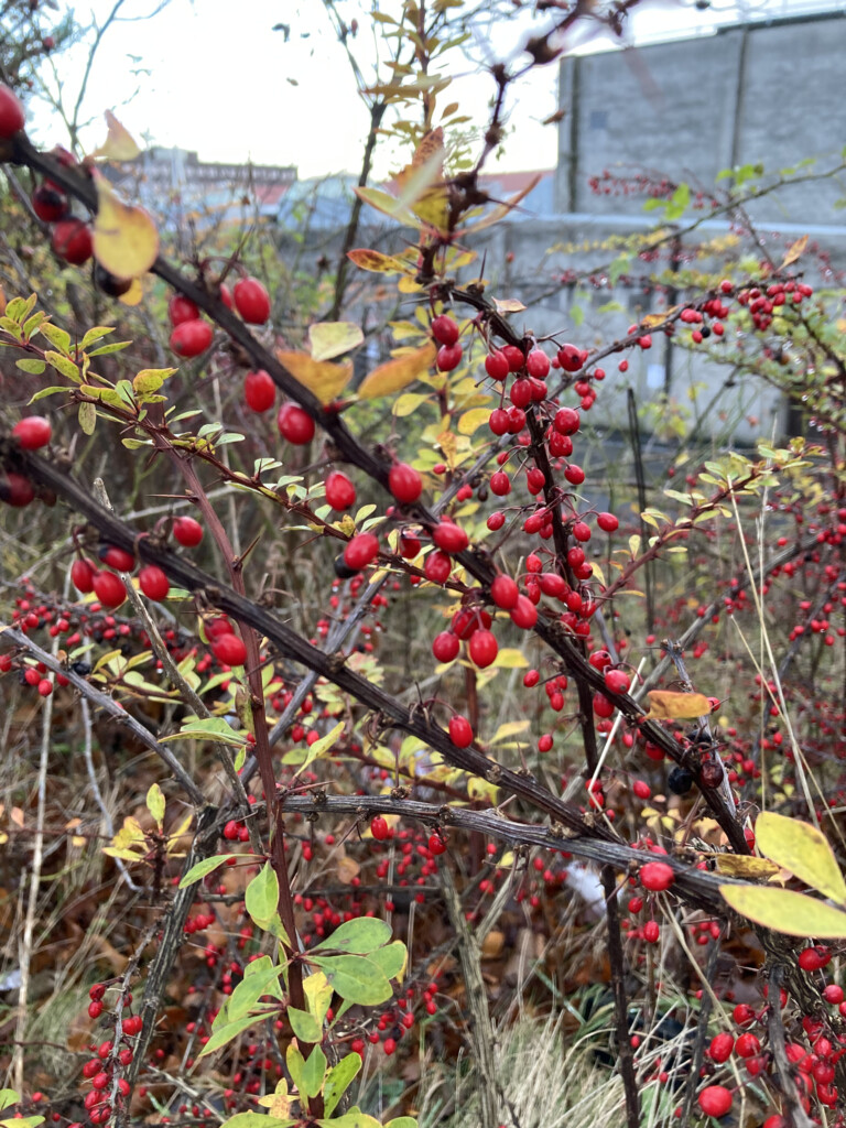 Red Berries