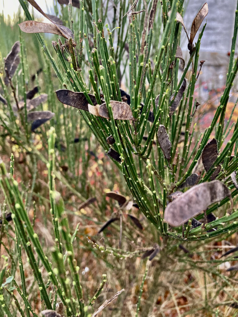 Scotch Broom