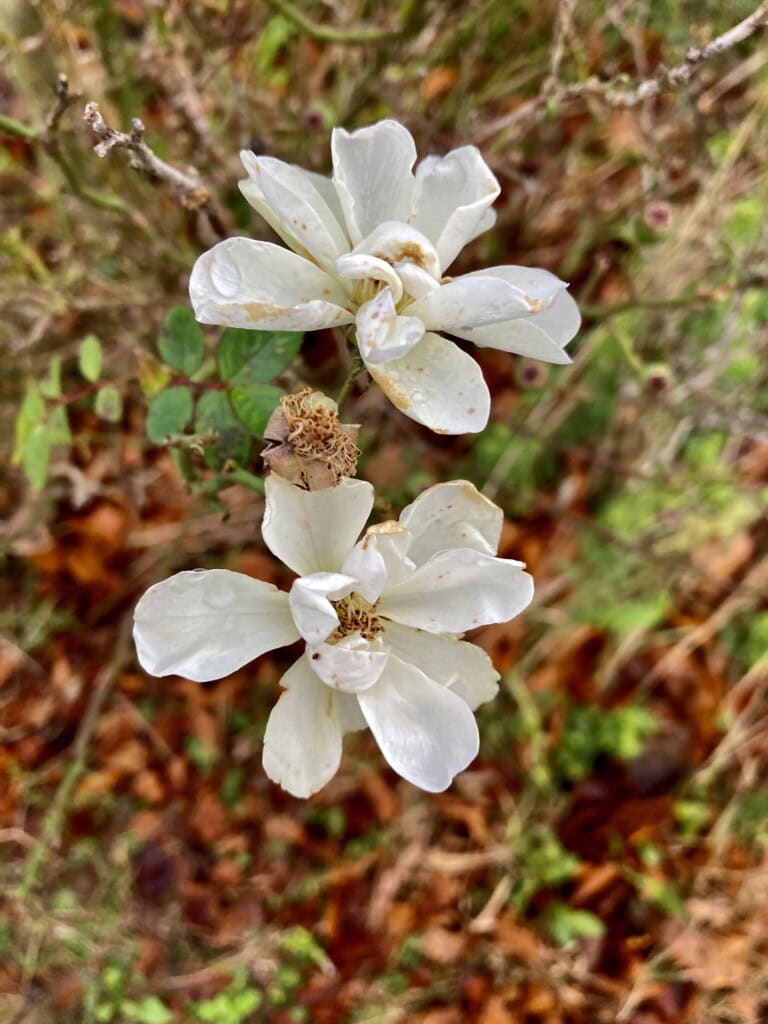 Wild roses