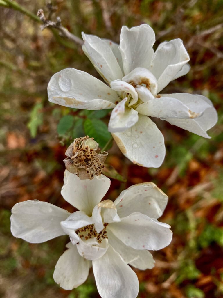 Wild Roses