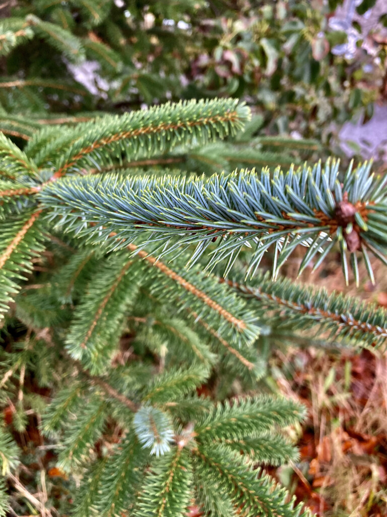 Blue Spruce