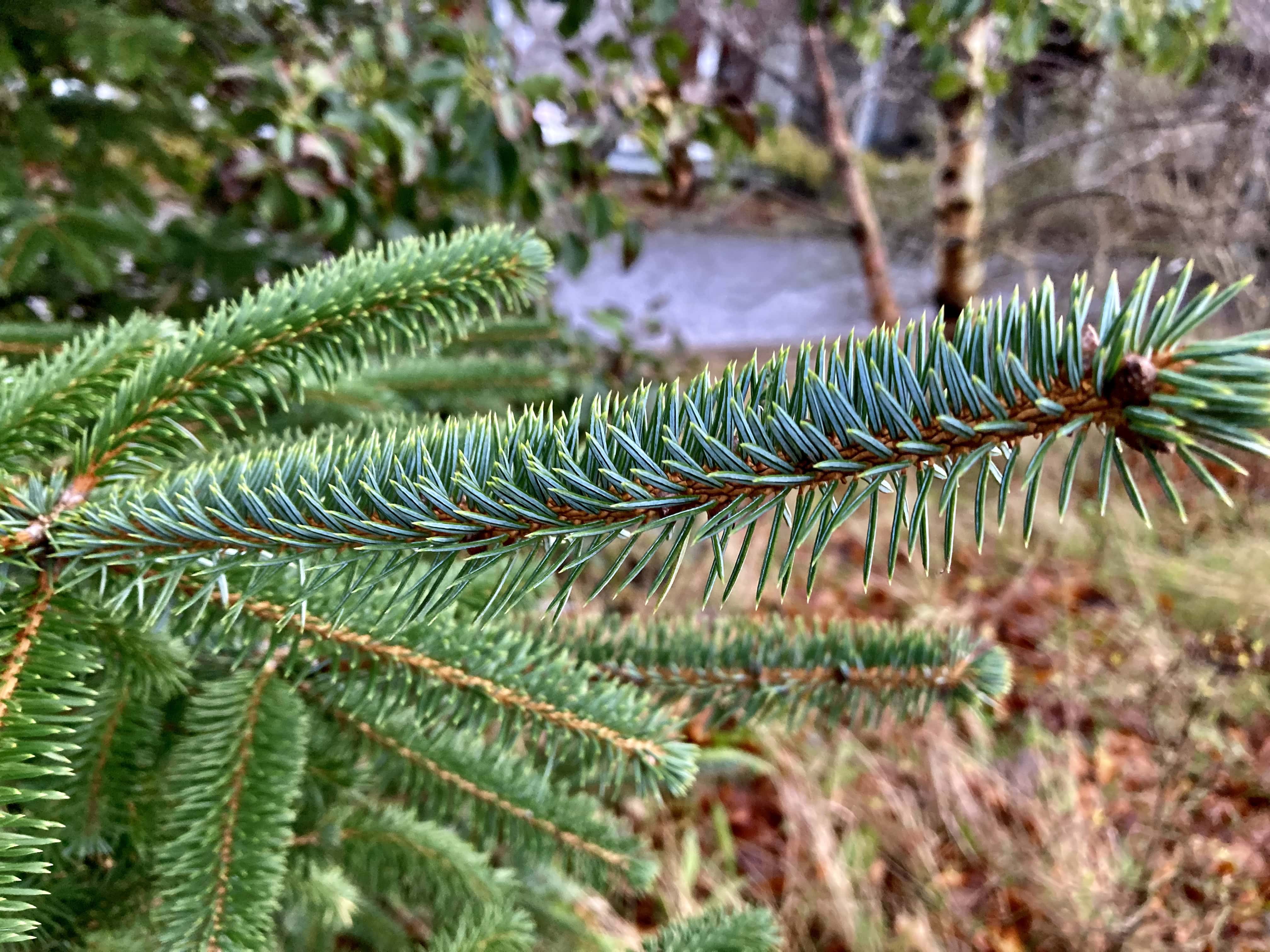 Blue Spruce — FOTD Dec 15