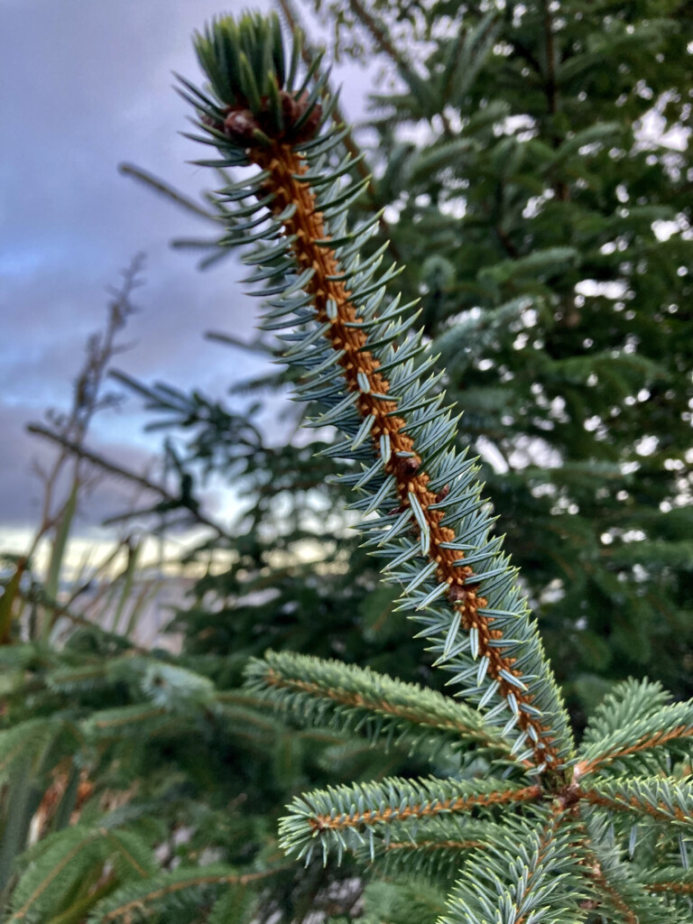 Blue Spruce