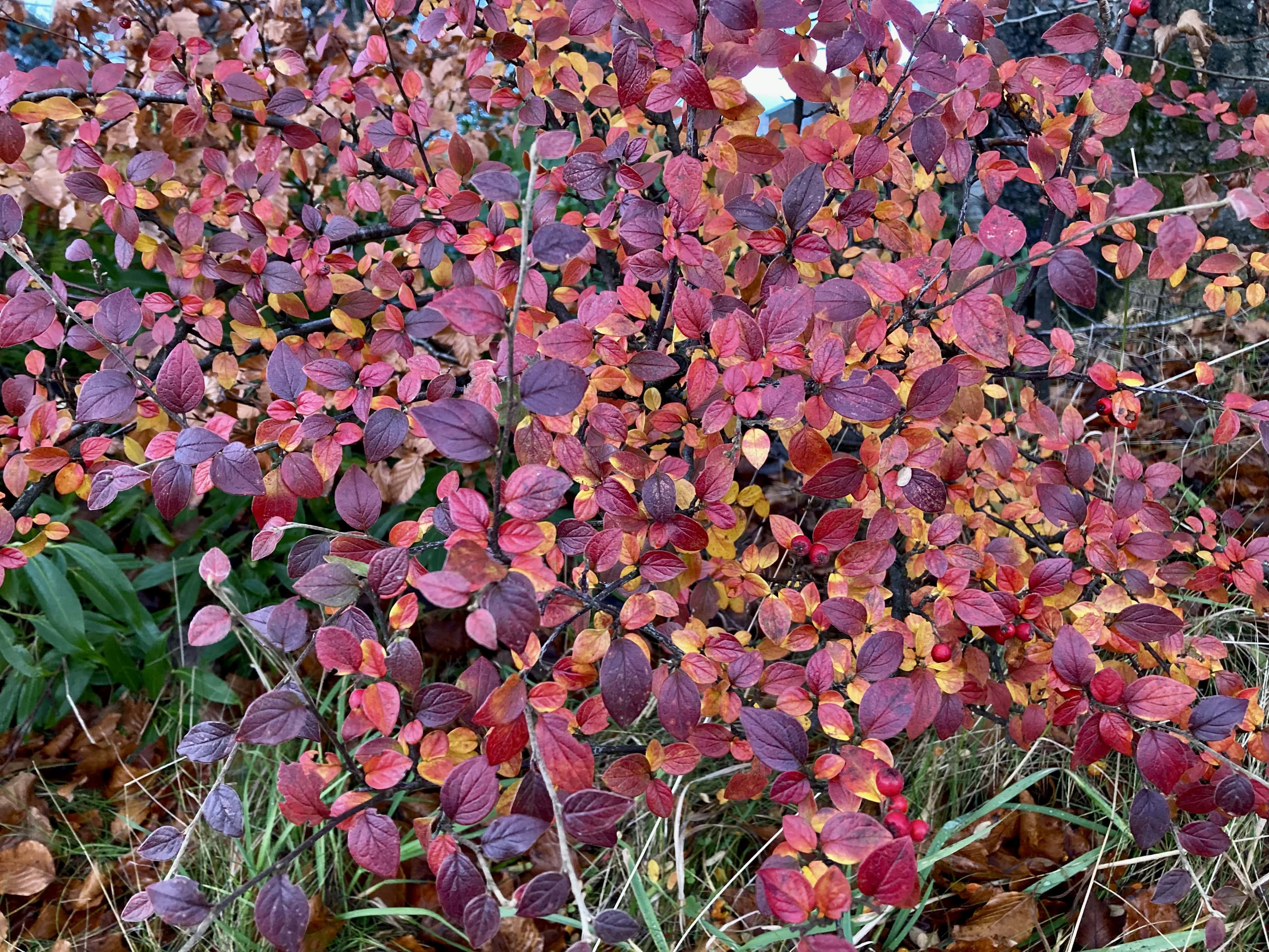 Autumn Leafs — FOTD Dec 12