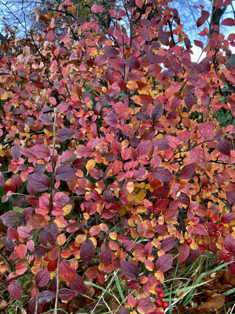 Autumn leafs