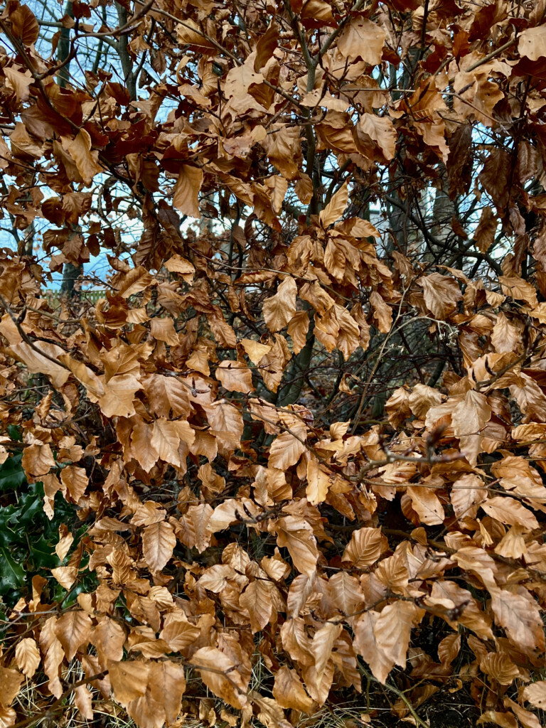 autumn leafs