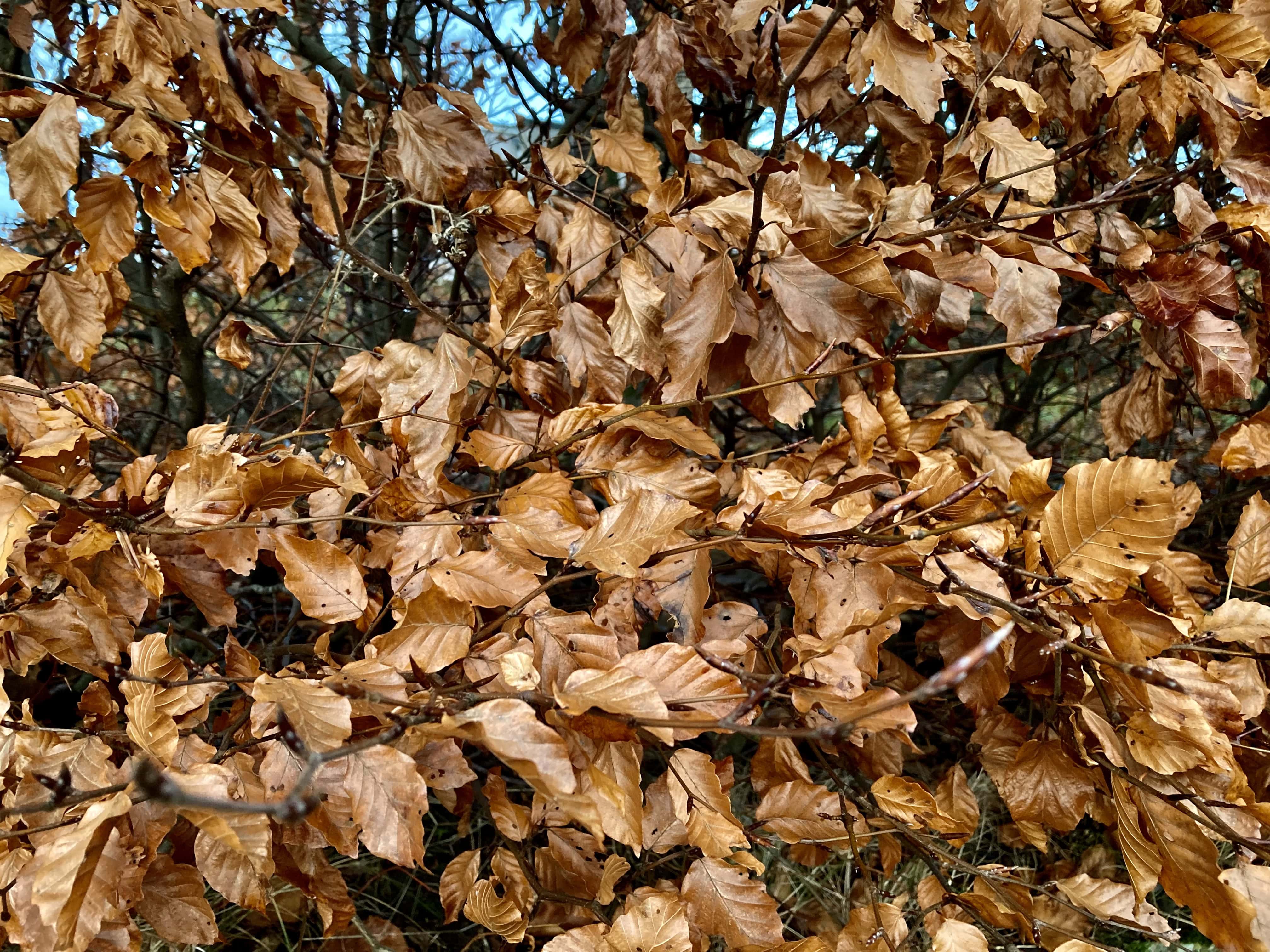 Autumn Leafs — FOTD Dec 13