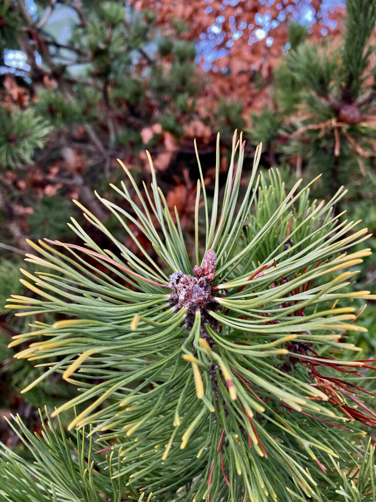 Pine needles