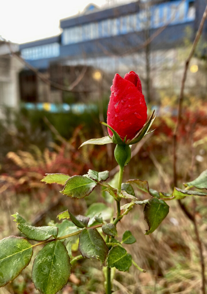 Red Rose 
