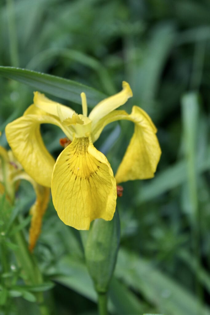 Yellow Iris