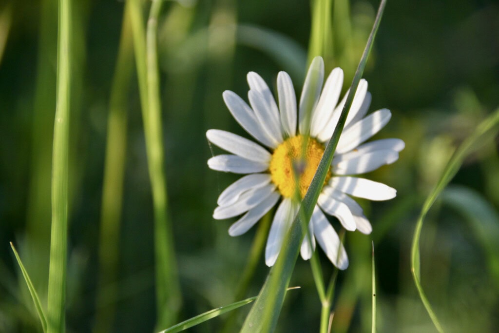 Daisy