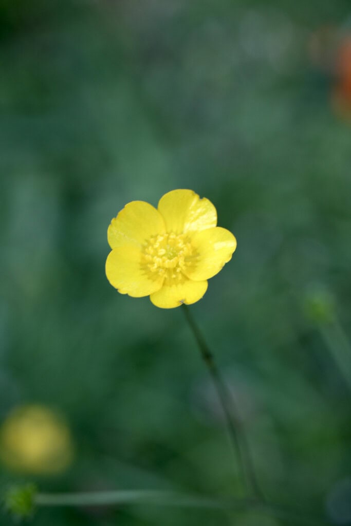 Buttercup