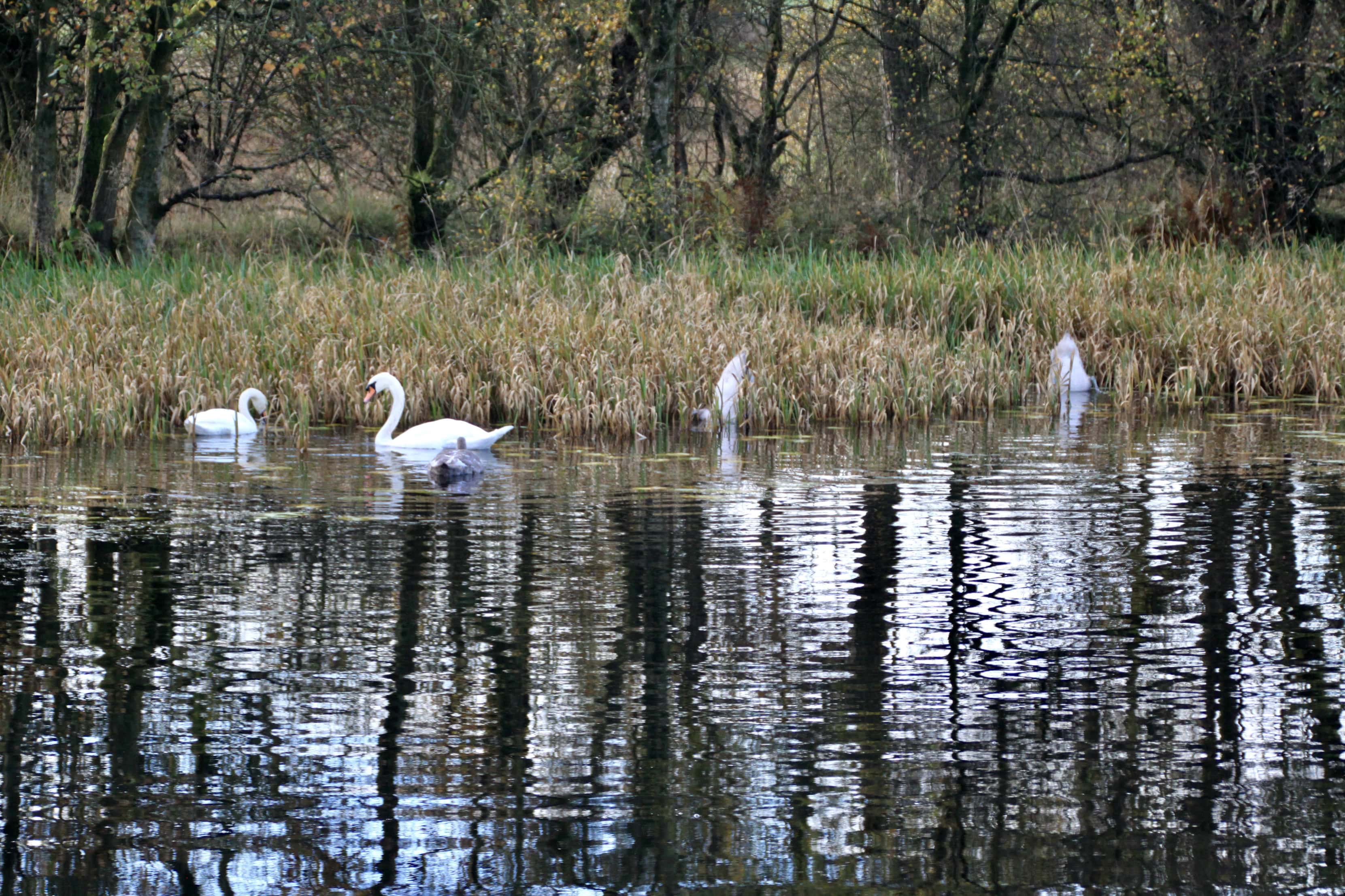Upside-down Swans — Fan Of… #137
