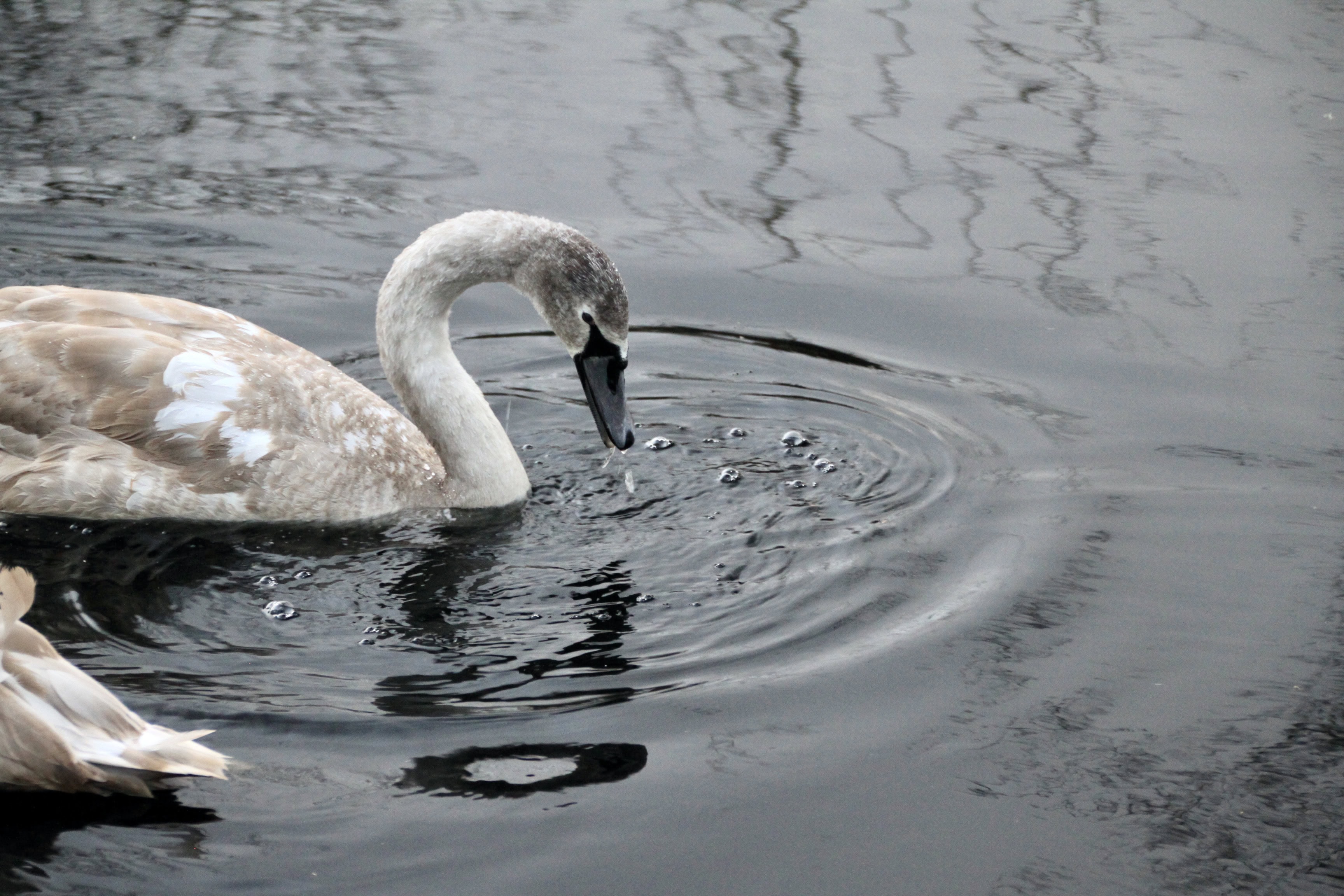 Juvenile Swan — Monday Portrait Dec 06