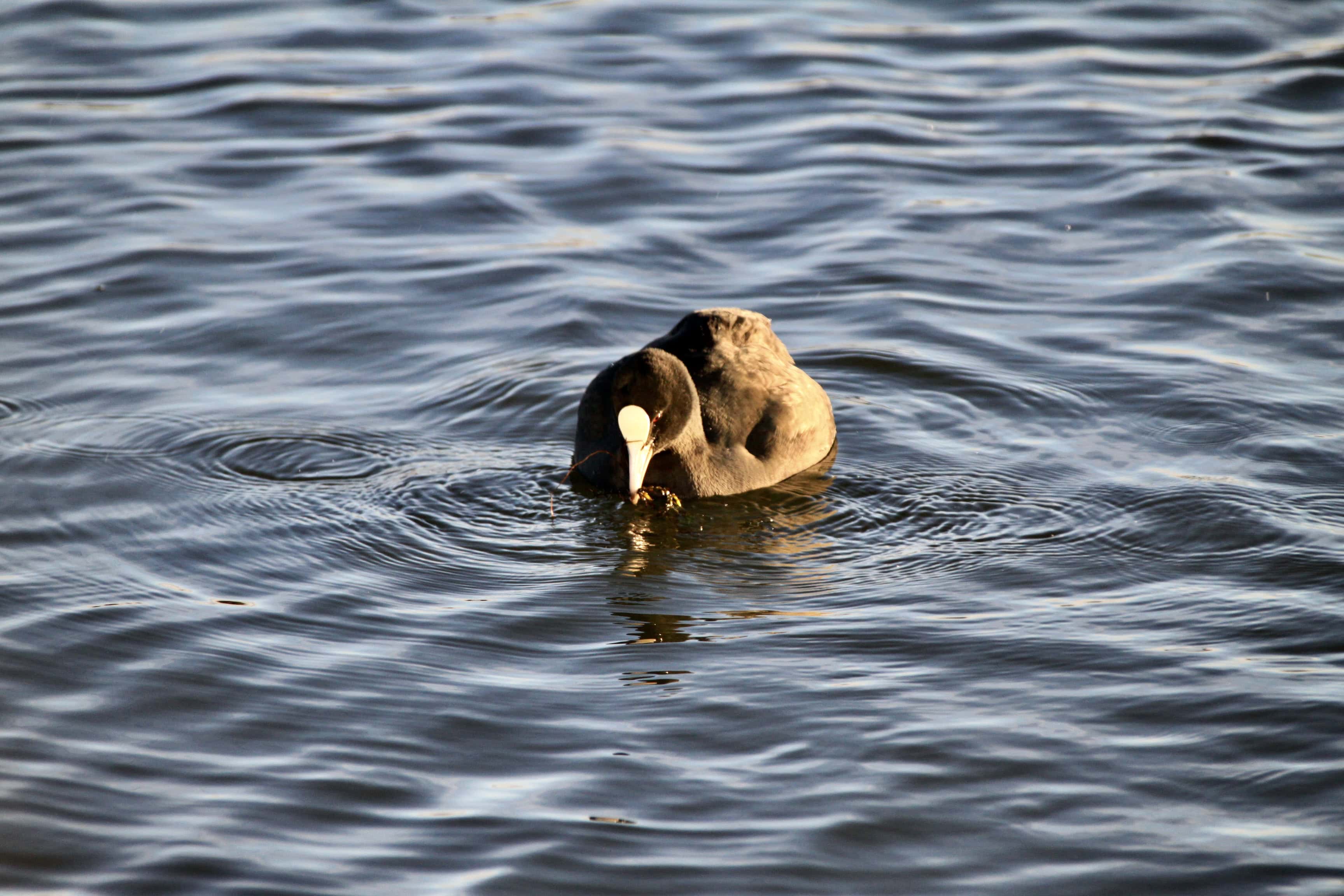 Feeding Coot — Water Water Everywhere #107