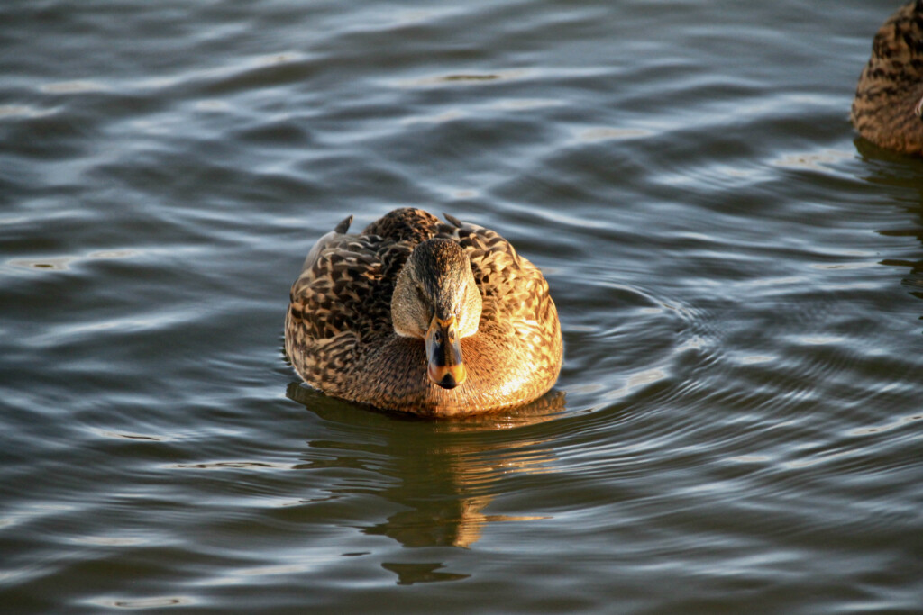Female Mallard