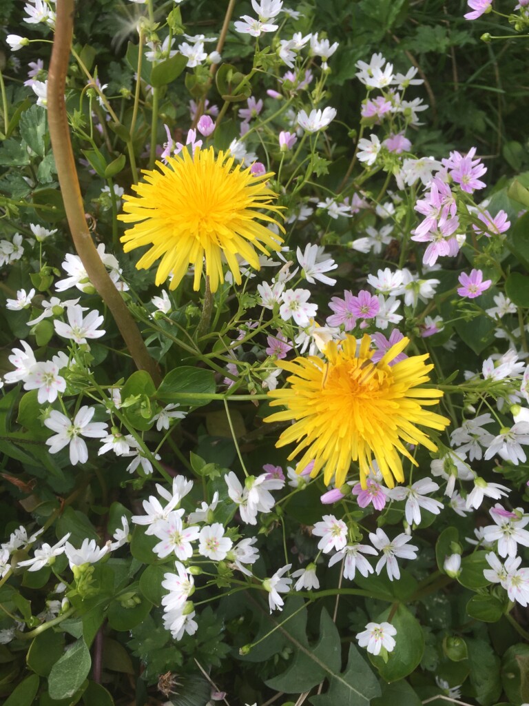 Wildflowers