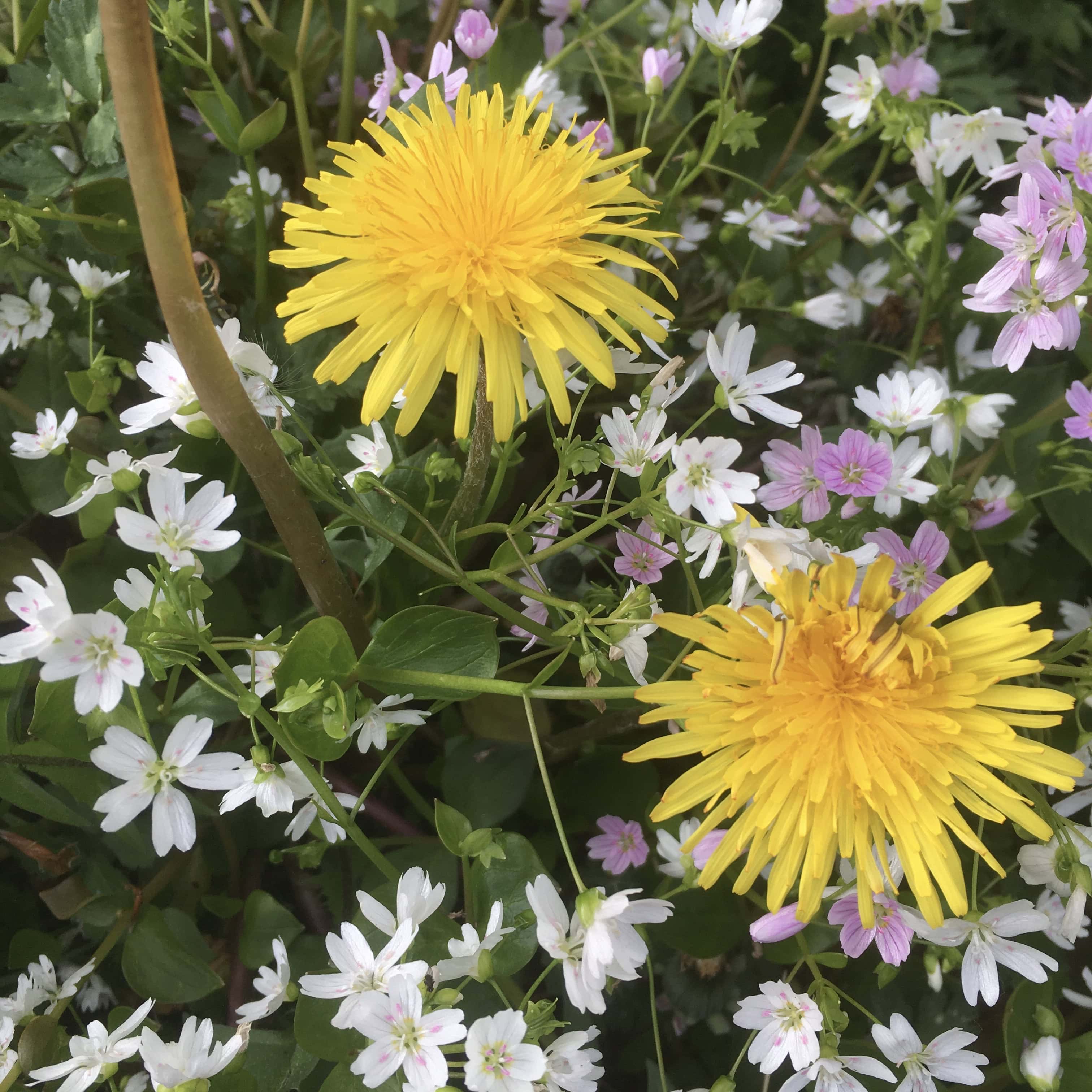 Wildflowers — FOTD Jan 24 and Cellpic Sunday