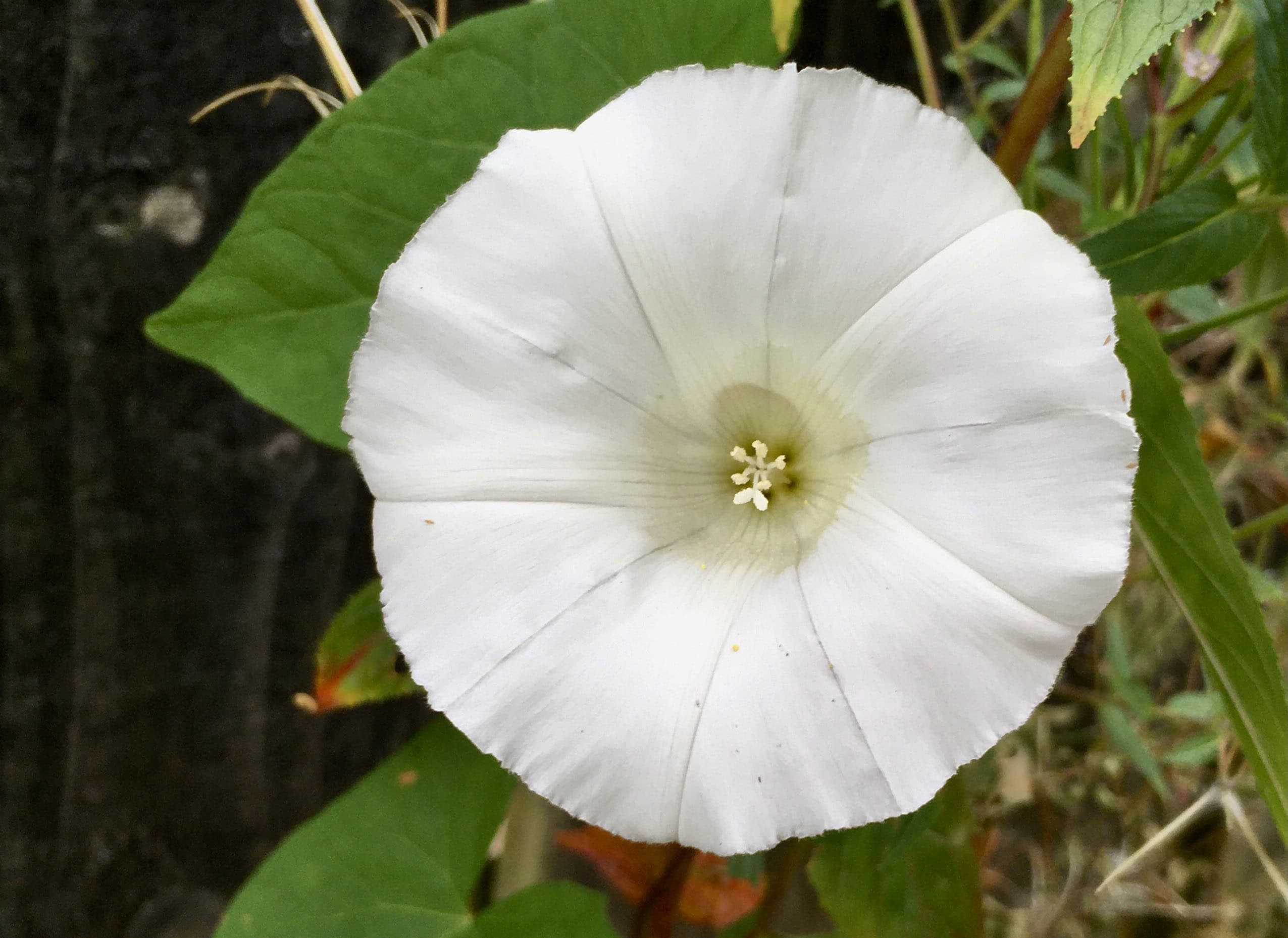 Morning Glory — FOTD Jan 29