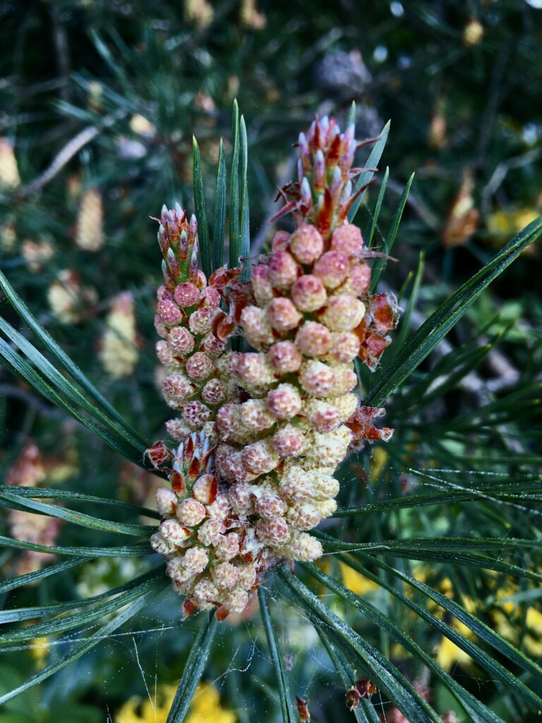 Pine