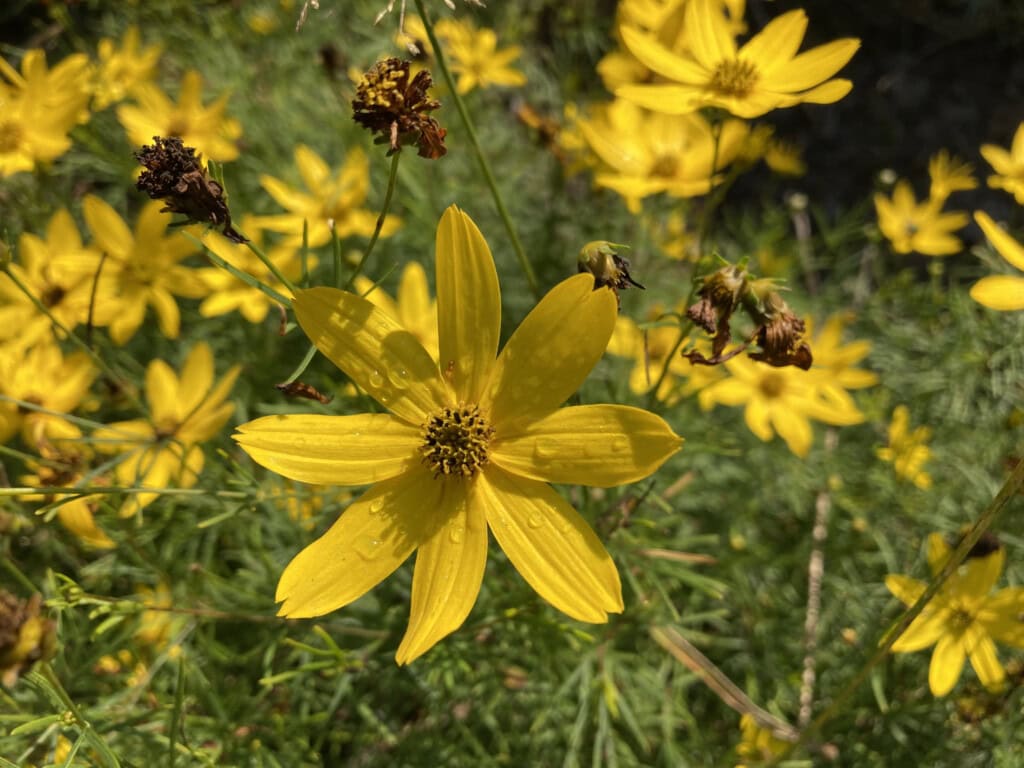 Woodland Sunflower