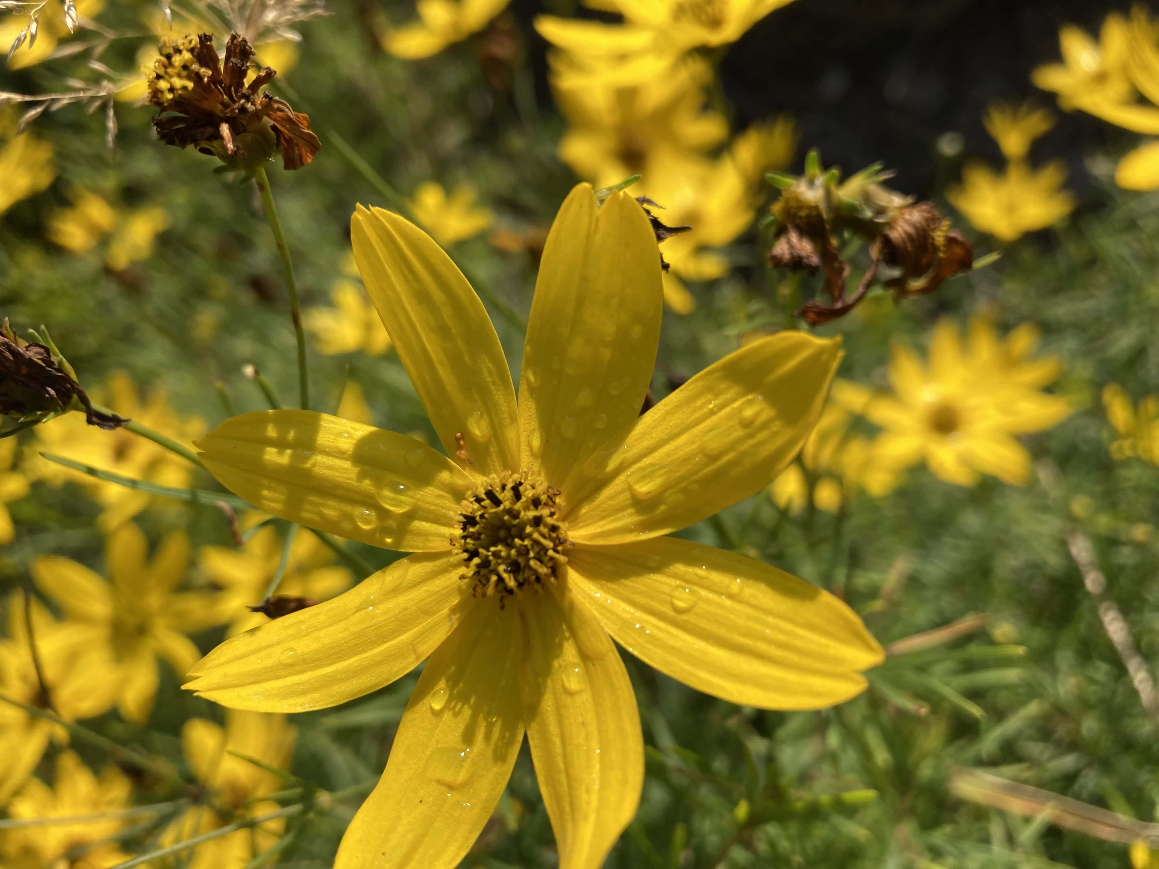 Woodland Sunflower — FOTD Feb 02