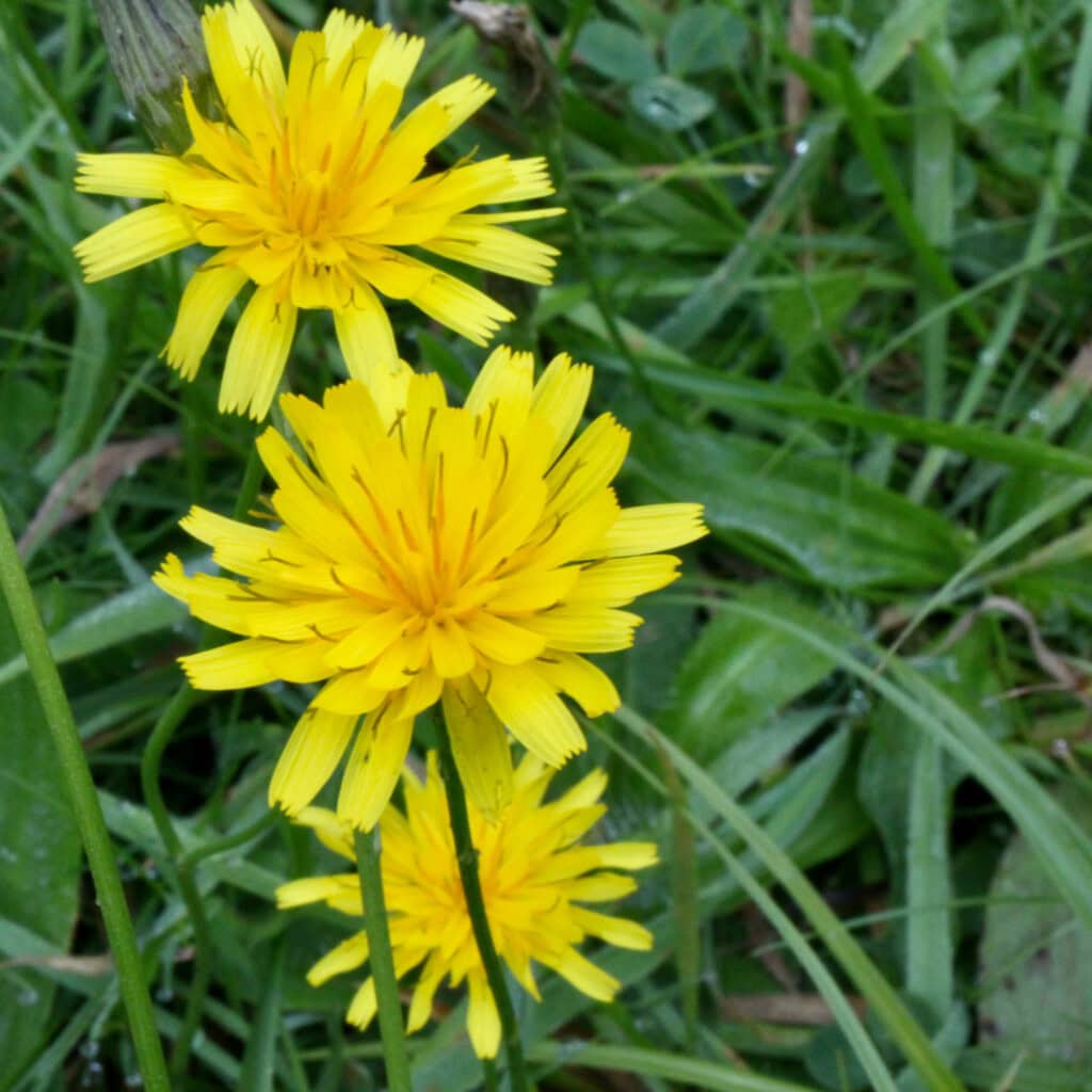 Dandelions