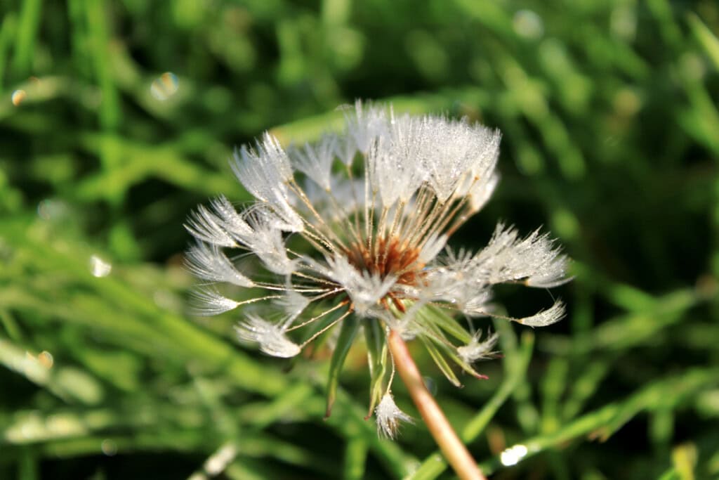 Dew soaked wish
