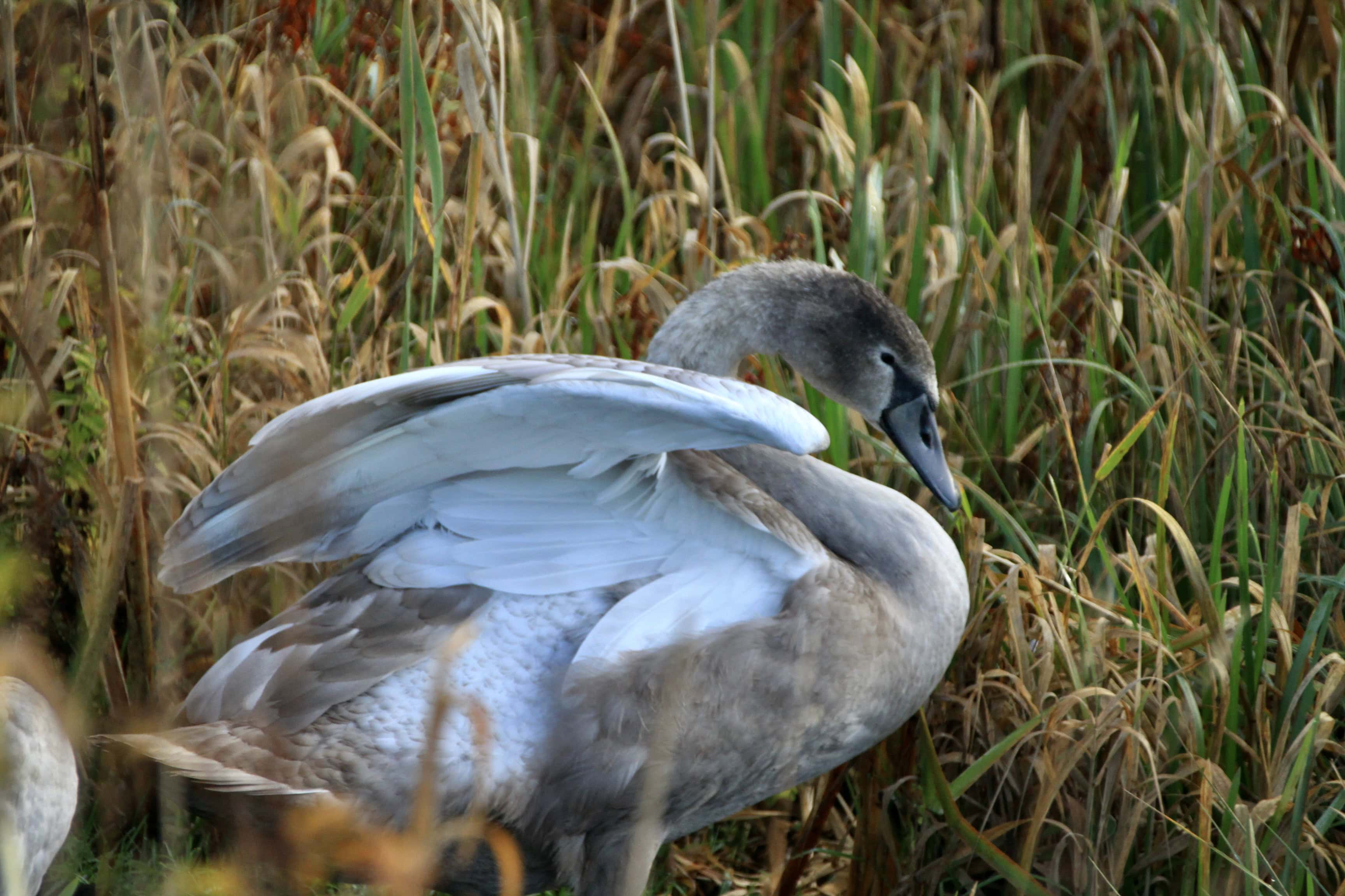 Swans #2 — Fan Of… #143