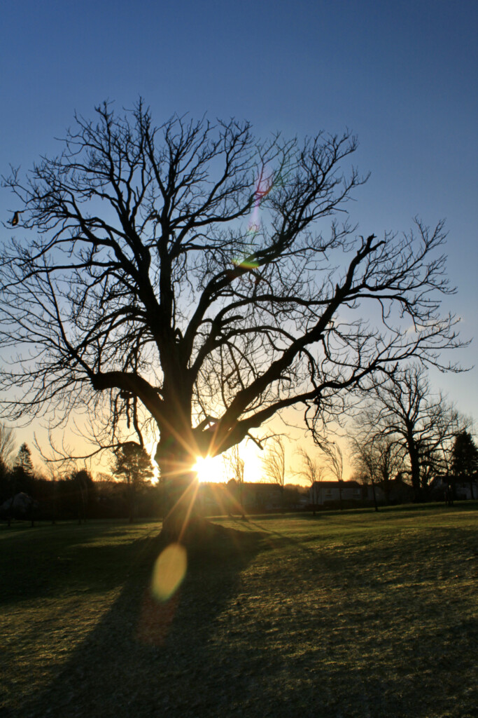 Early sun