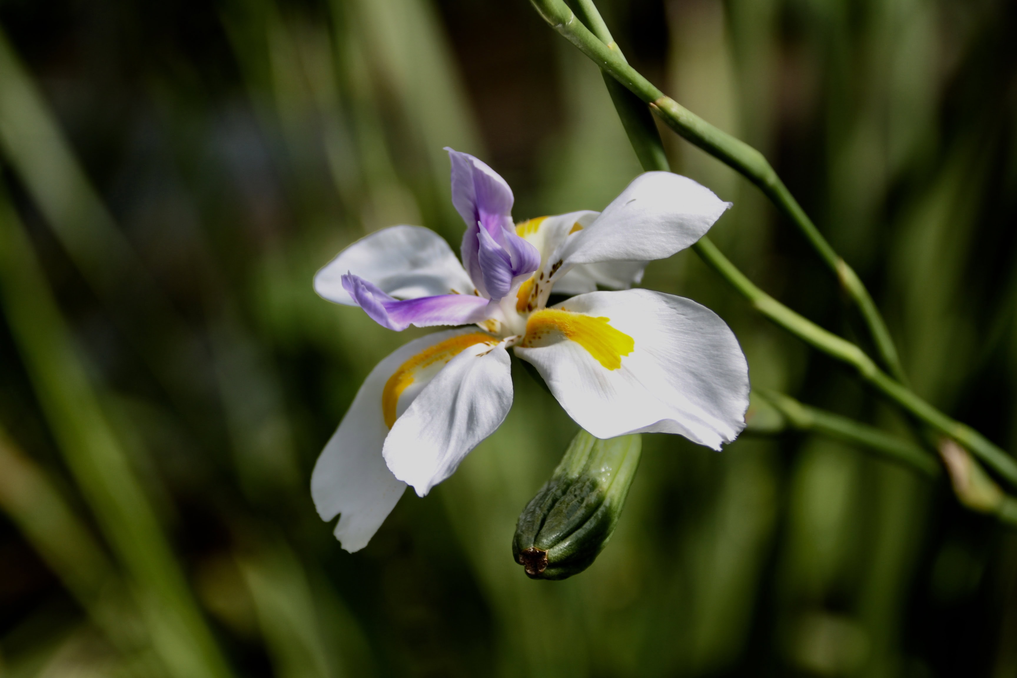 Tropical Plants #3 — Fan Of… #141 and FOTD Jan 17