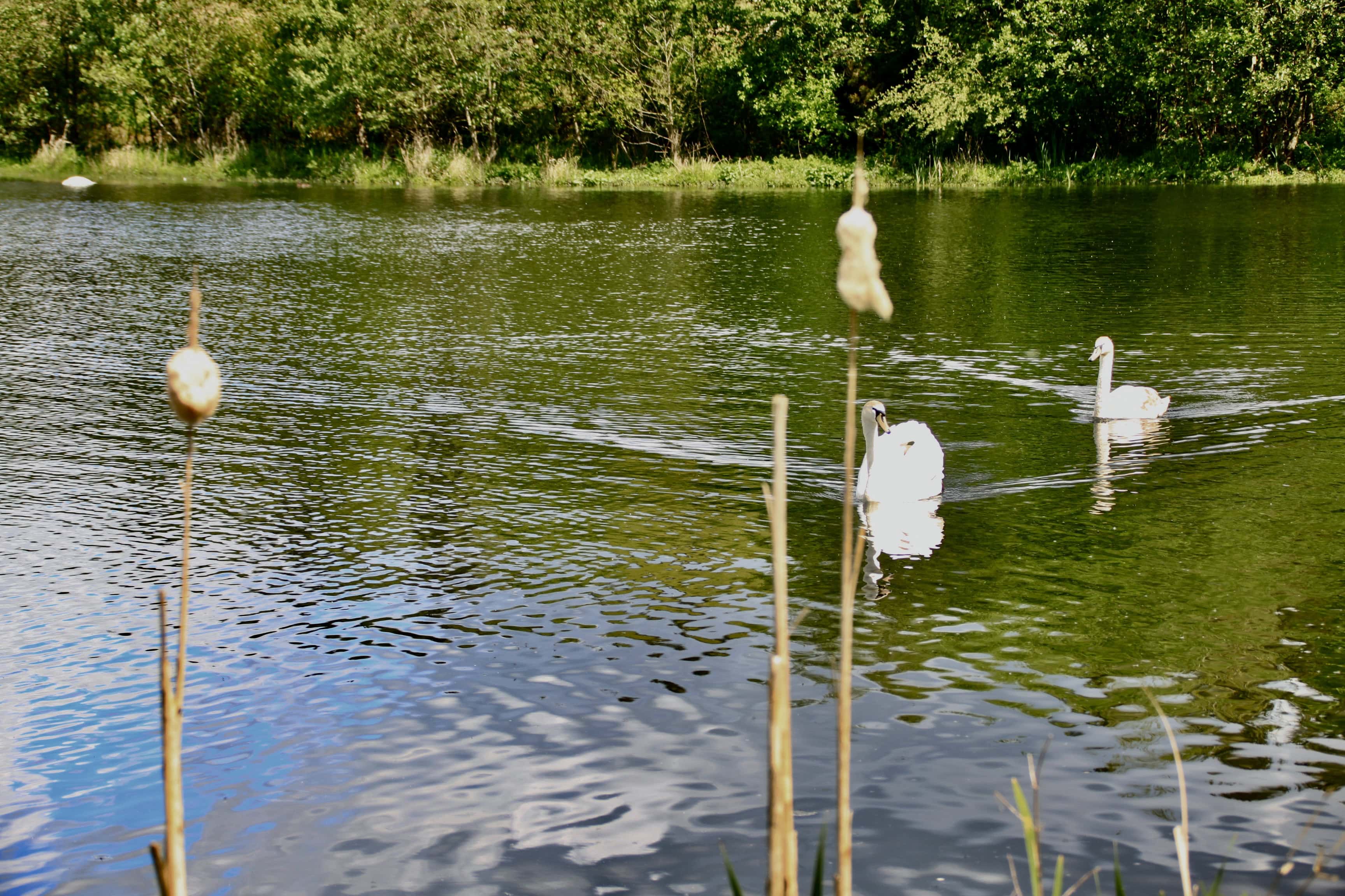 Swans on Broadwood Loch — Water Water Everywhere #113