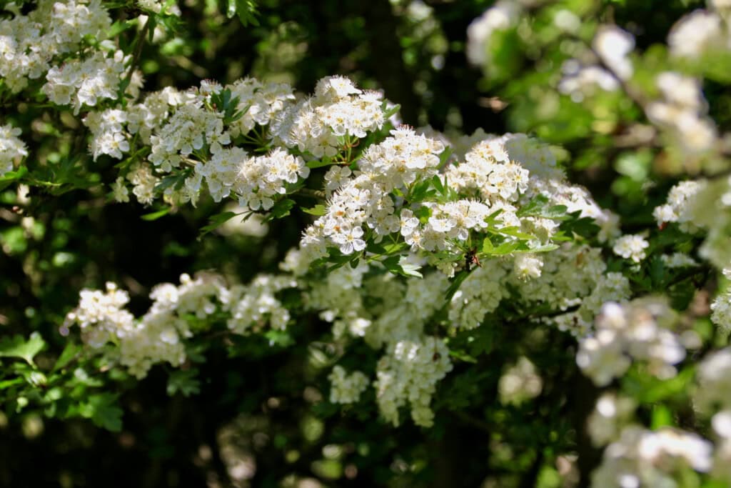 Hawthorn