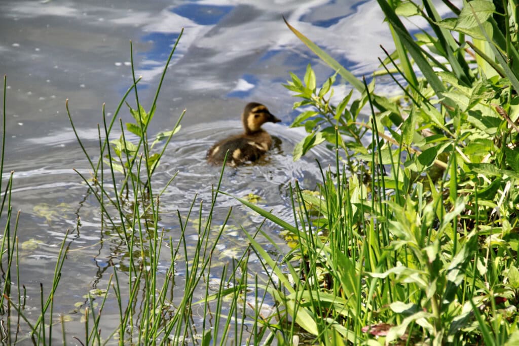 Duckling
