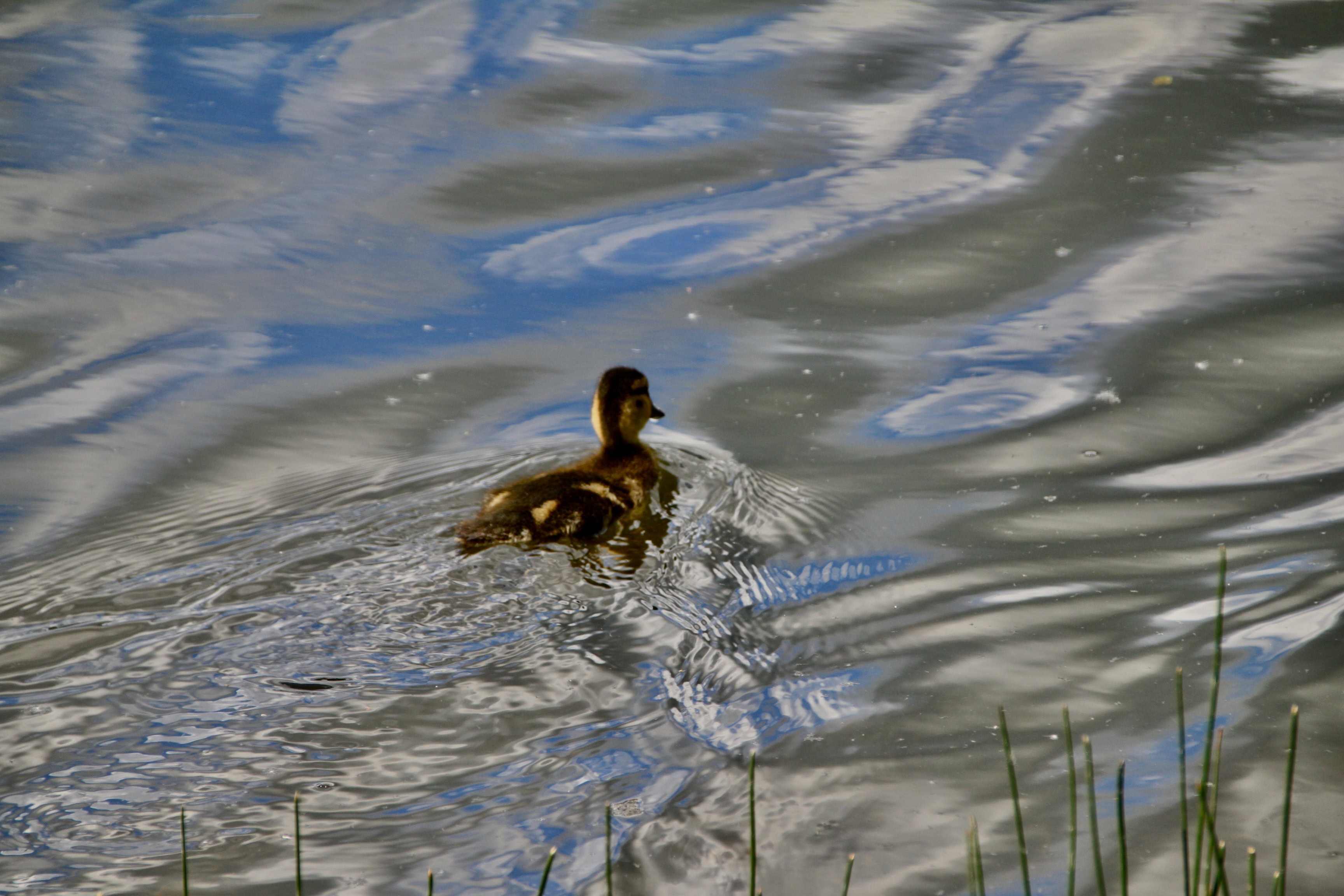 Solitary Duckling — Water Water Everywhere #114