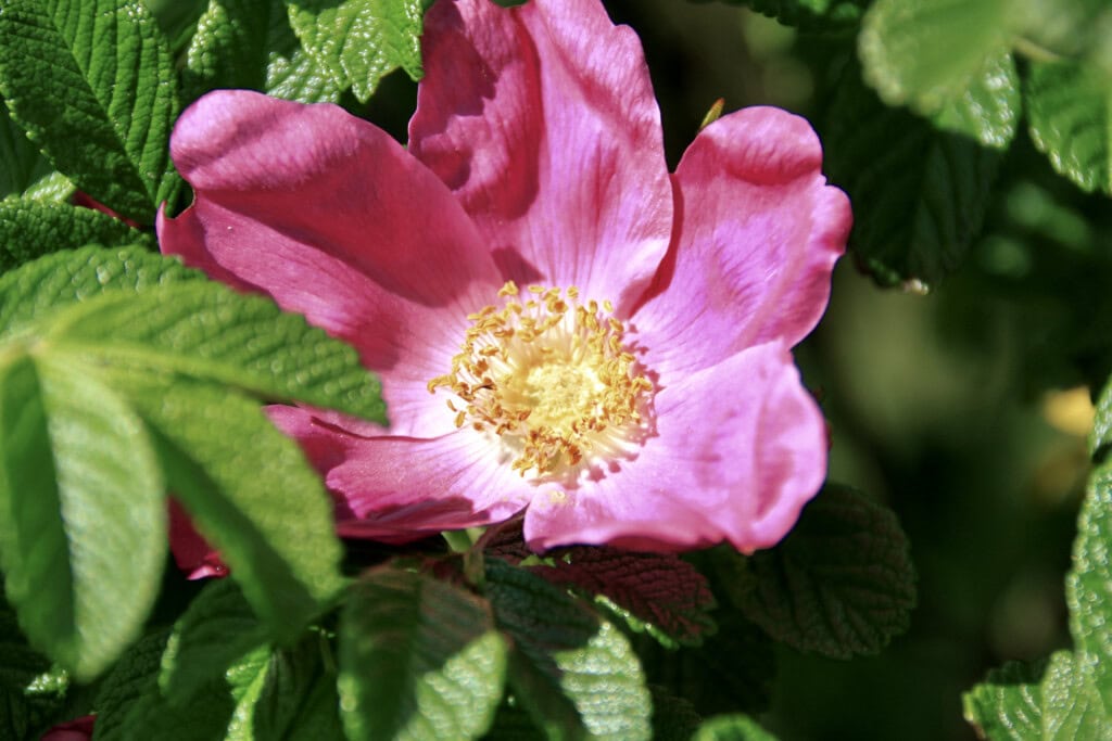 Wild rose