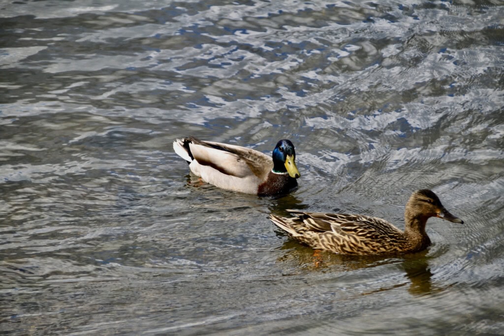 Mallard pair on Broadwood Loch