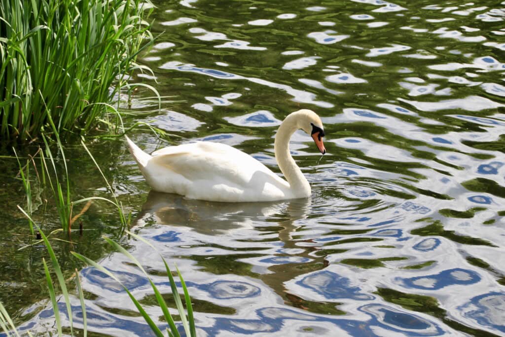 Swan on Broadwood Loch