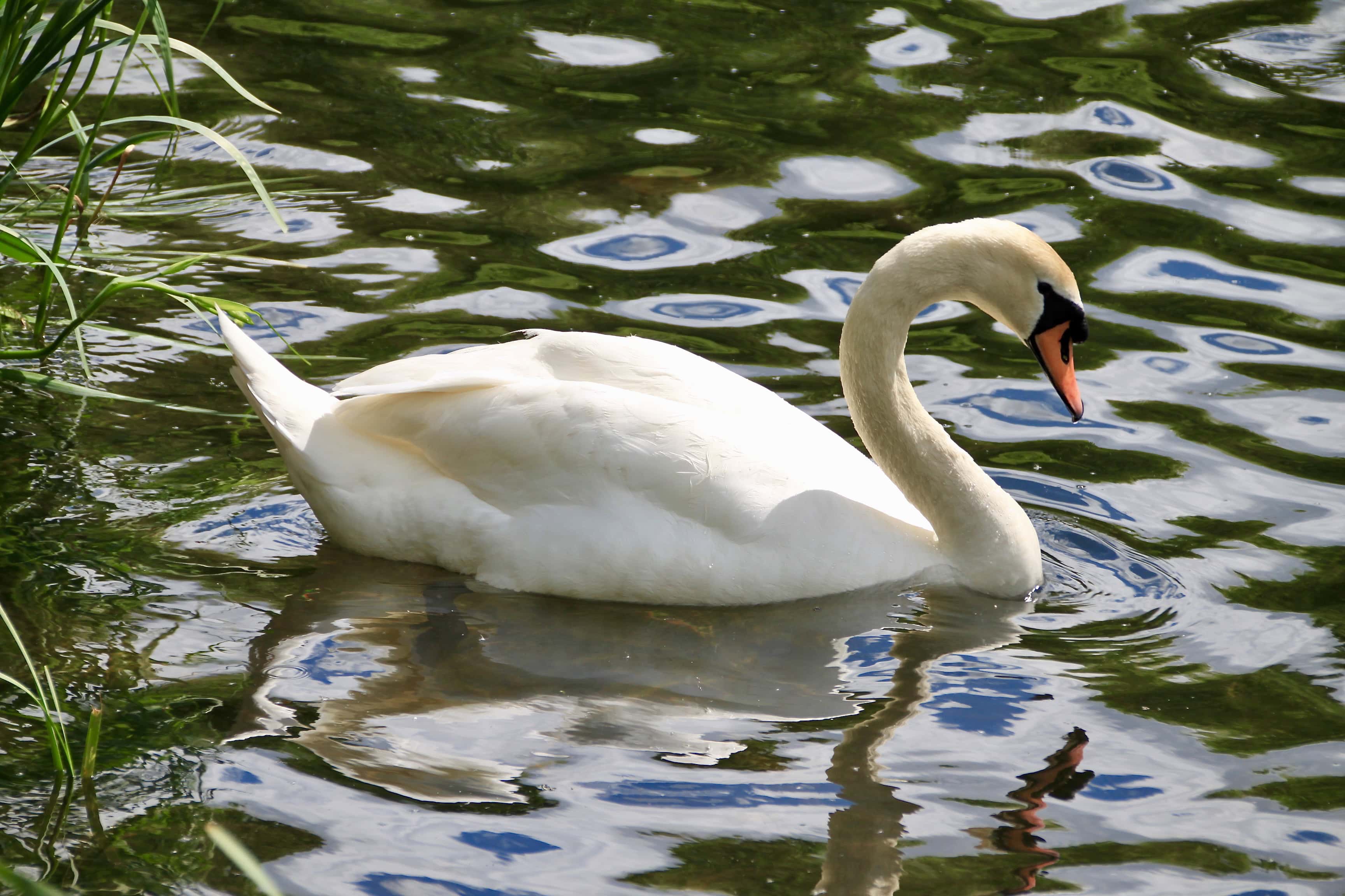 Swan — Water Water Everywhere #116