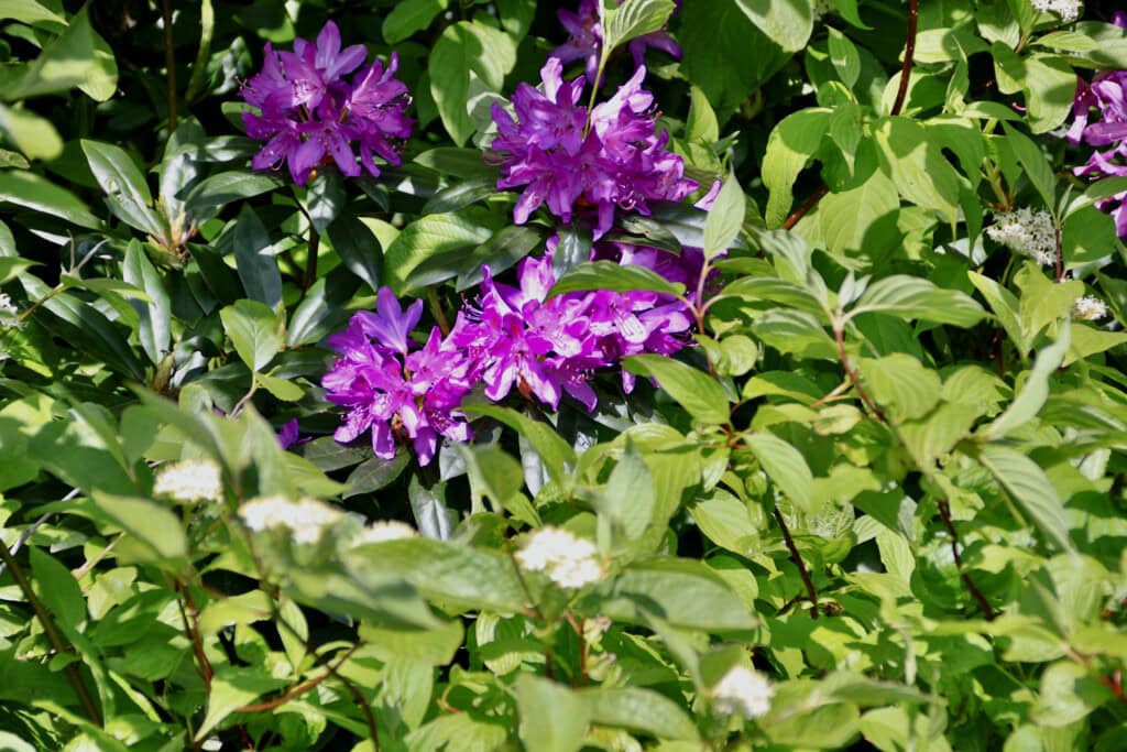 Rhododendrons