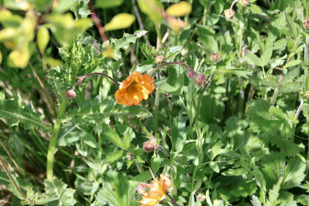 Wildflower