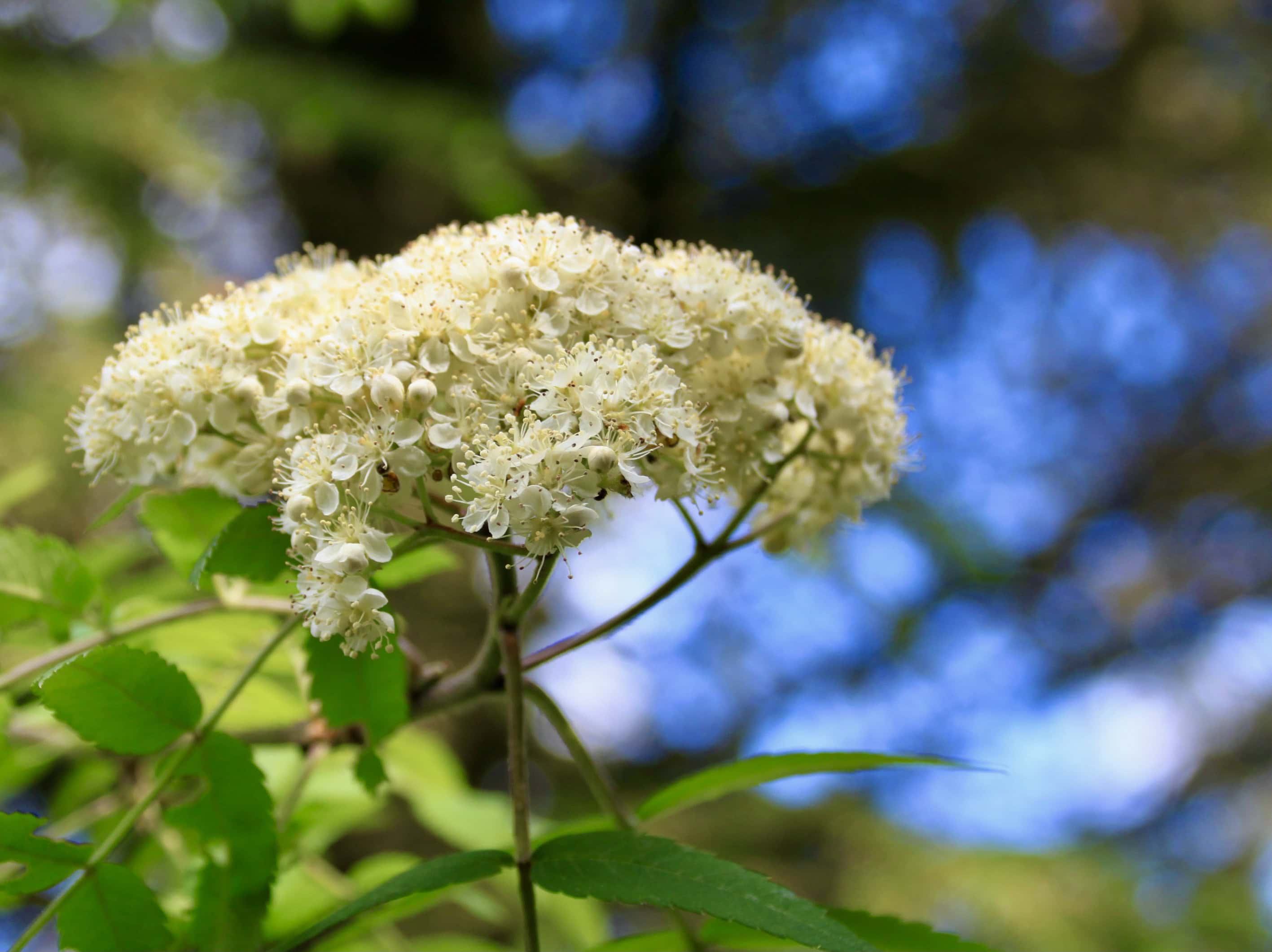Elderflower — FOTD Jan 20