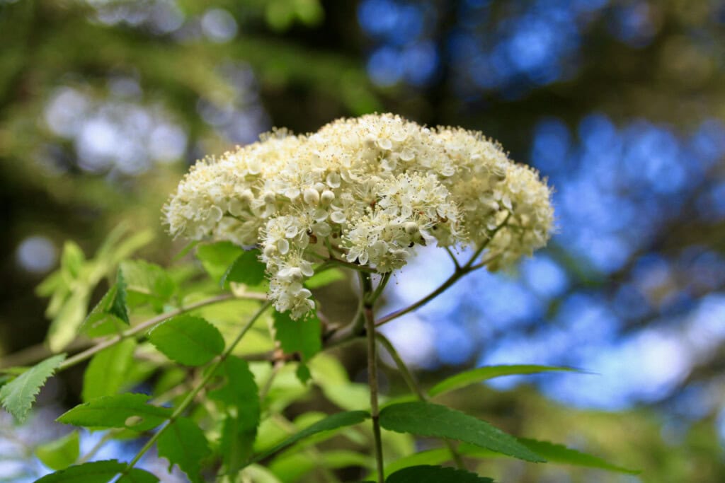 Elderflower
